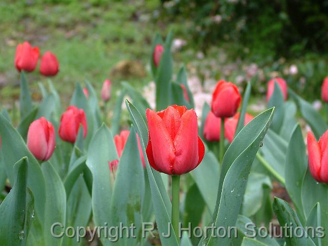 Tulip Scarlet